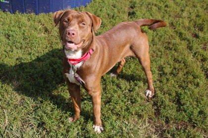 Copper