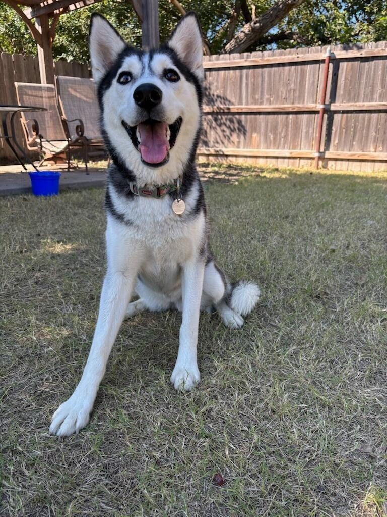 Freya, an adoptable Husky in Great Bend, KS, 67530 | Photo Image 1