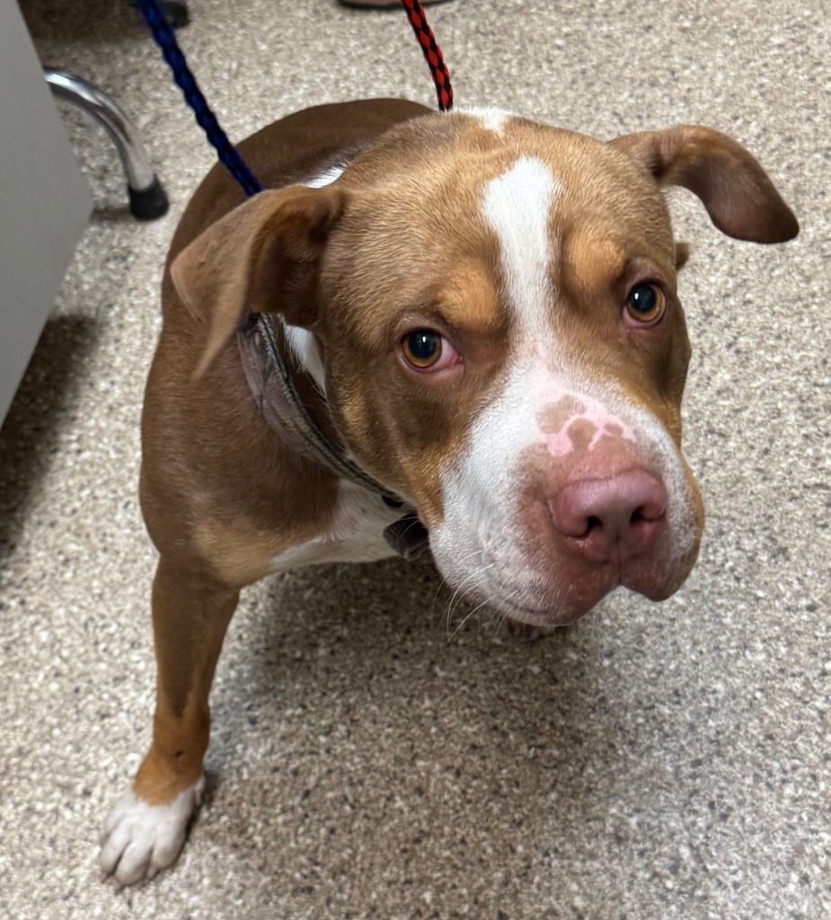 Boo, an adoptable Pit Bull Terrier in Great Bend, KS, 67530 | Photo Image 2
