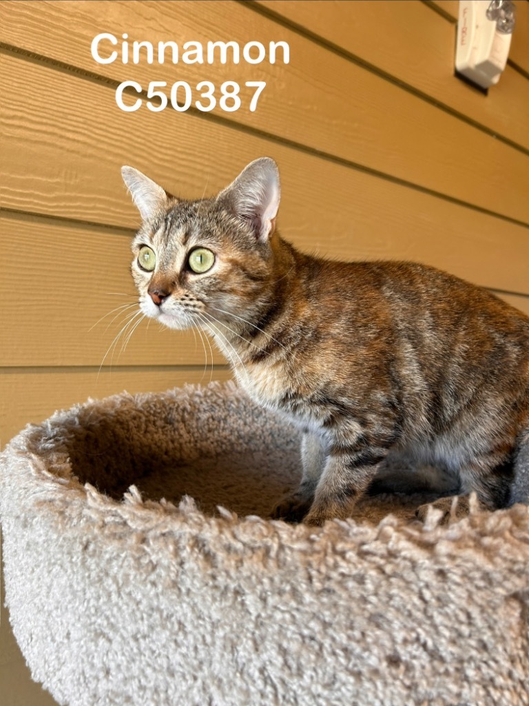 Cinnamon