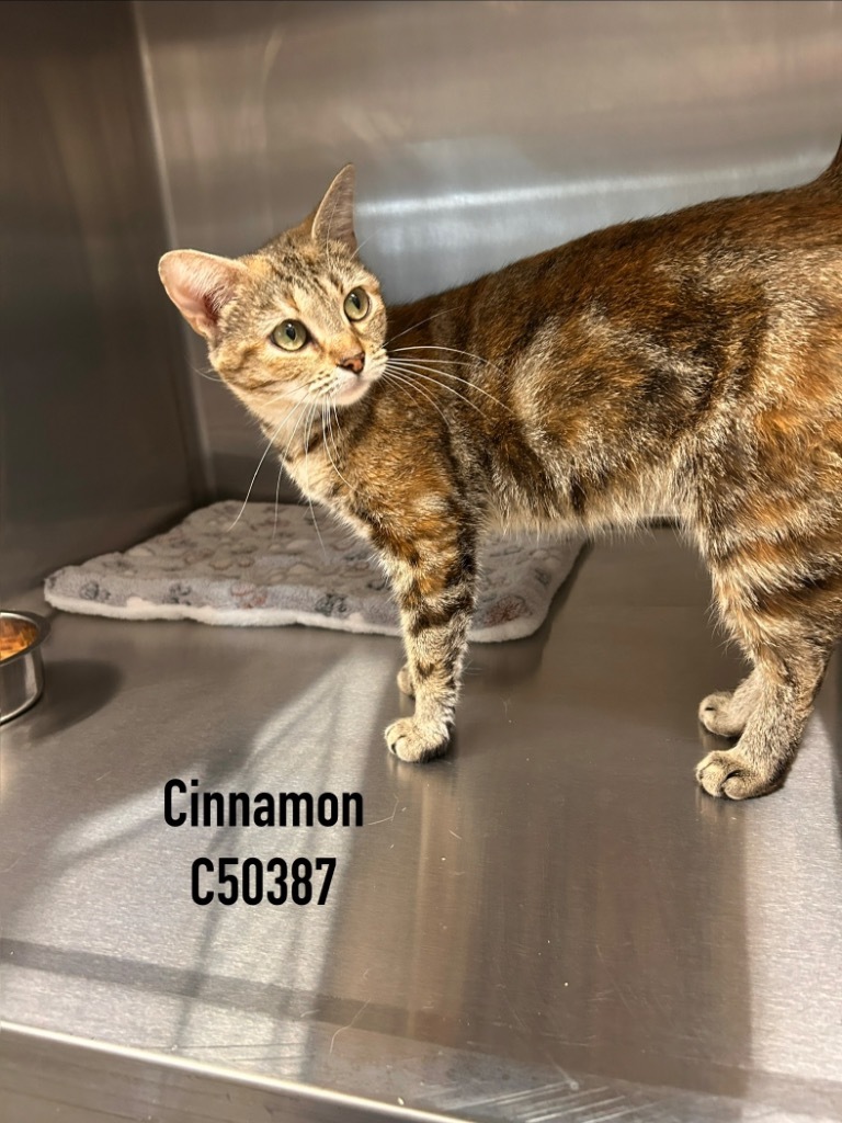 Cinnamon