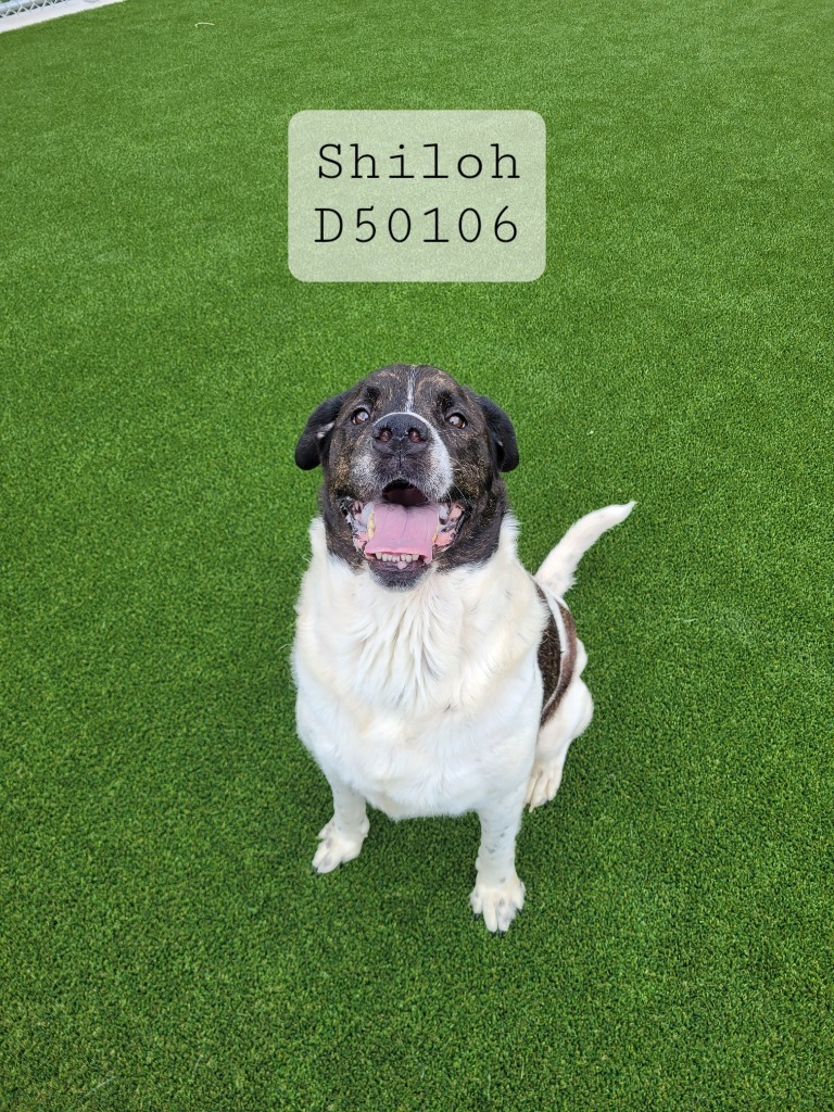 Shiloh