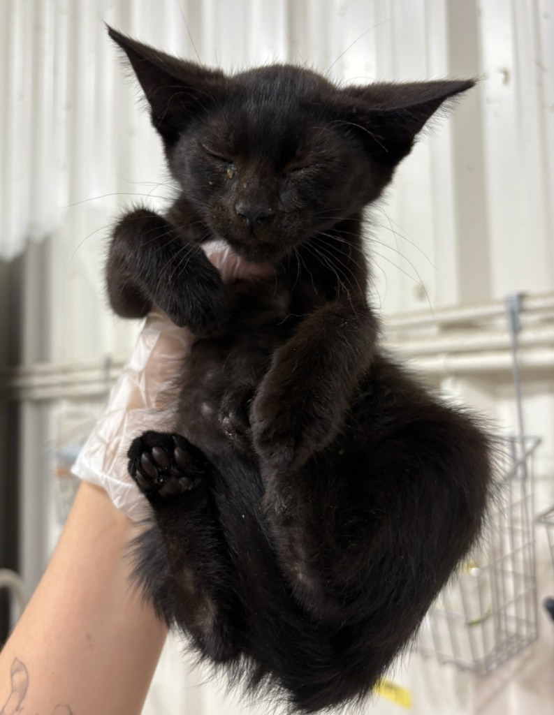 Blackberry, an adoptable Domestic Short Hair in Corpus Christi, TX, 78415 | Photo Image 2