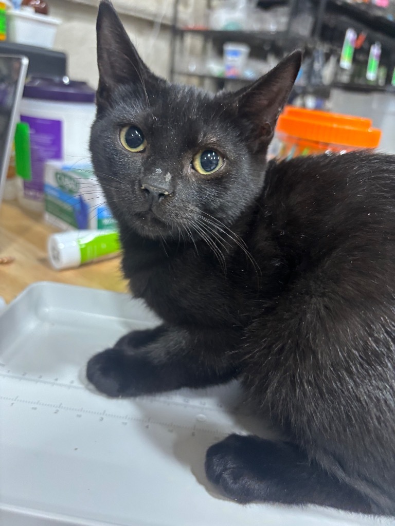 Blackberry, an adoptable Domestic Short Hair in Corpus Christi, TX, 78415 | Photo Image 3