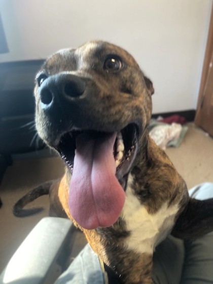 Kasha