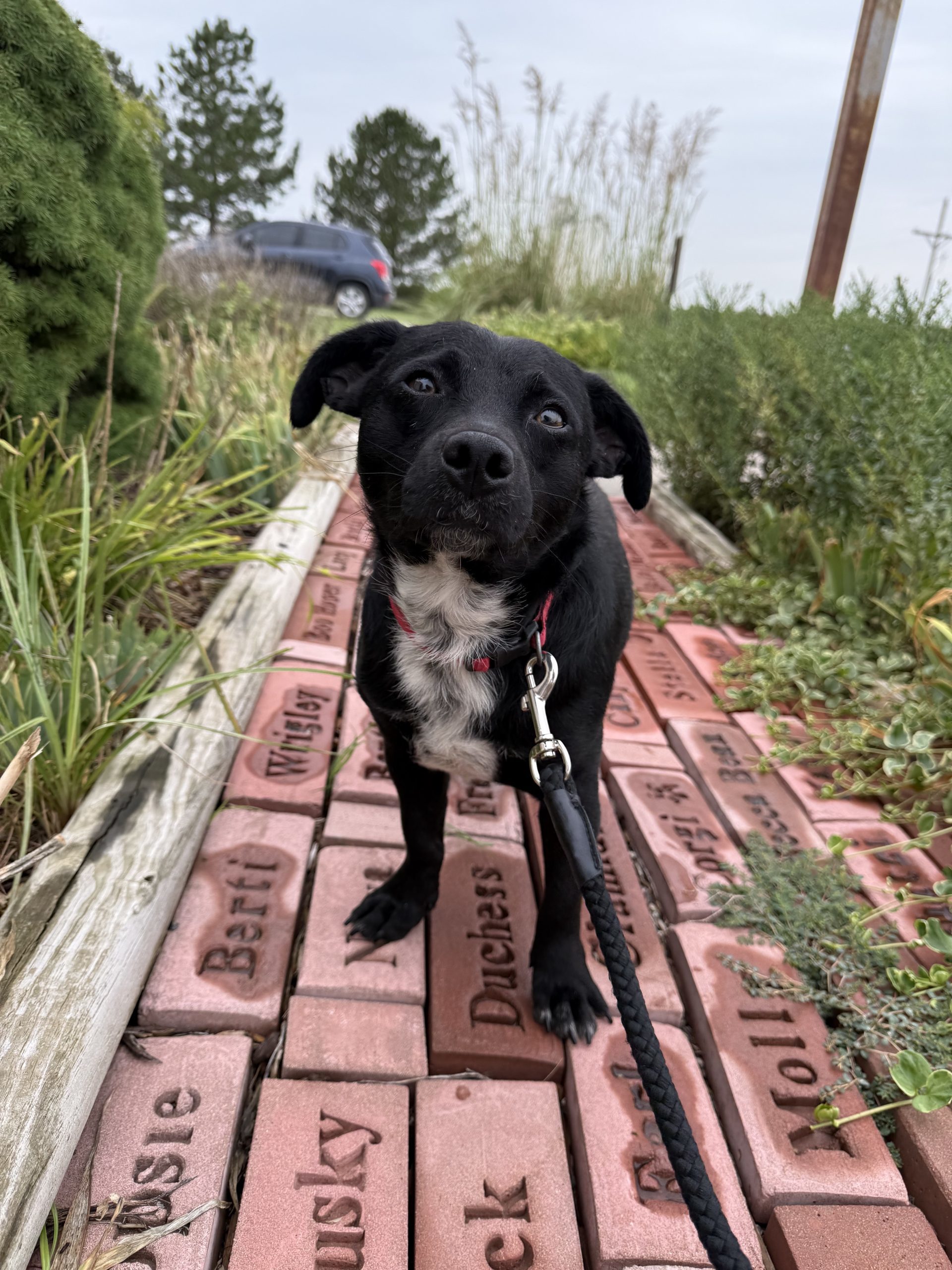 Turbo, an adoptable Dachshund, Mixed Breed in Hays, KS, 67601 | Photo Image 1