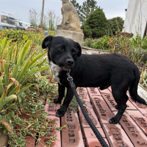 Turbo, an adoptable Dachshund, Mixed Breed in Hays, KS, 67601 | Photo Image 2
