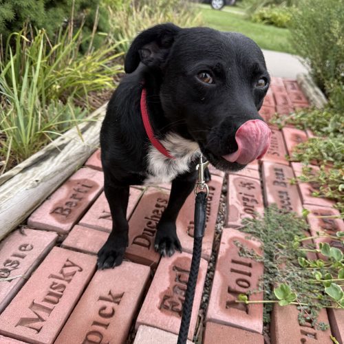 Turbo, an adoptable Dachshund, Mixed Breed in Hays, KS, 67601 | Photo Image 3