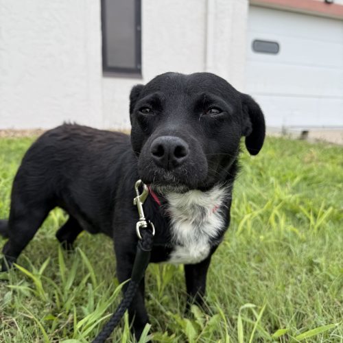 Turbo, an adoptable Dachshund, Mixed Breed in Hays, KS, 67601 | Photo Image 4