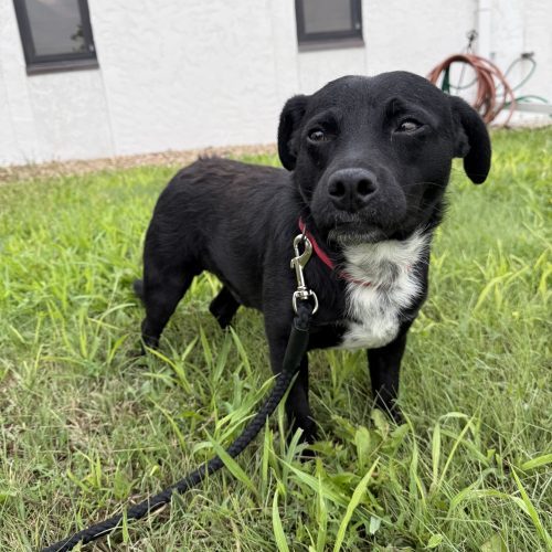 Turbo, an adoptable Dachshund, Mixed Breed in Hays, KS, 67601 | Photo Image 5