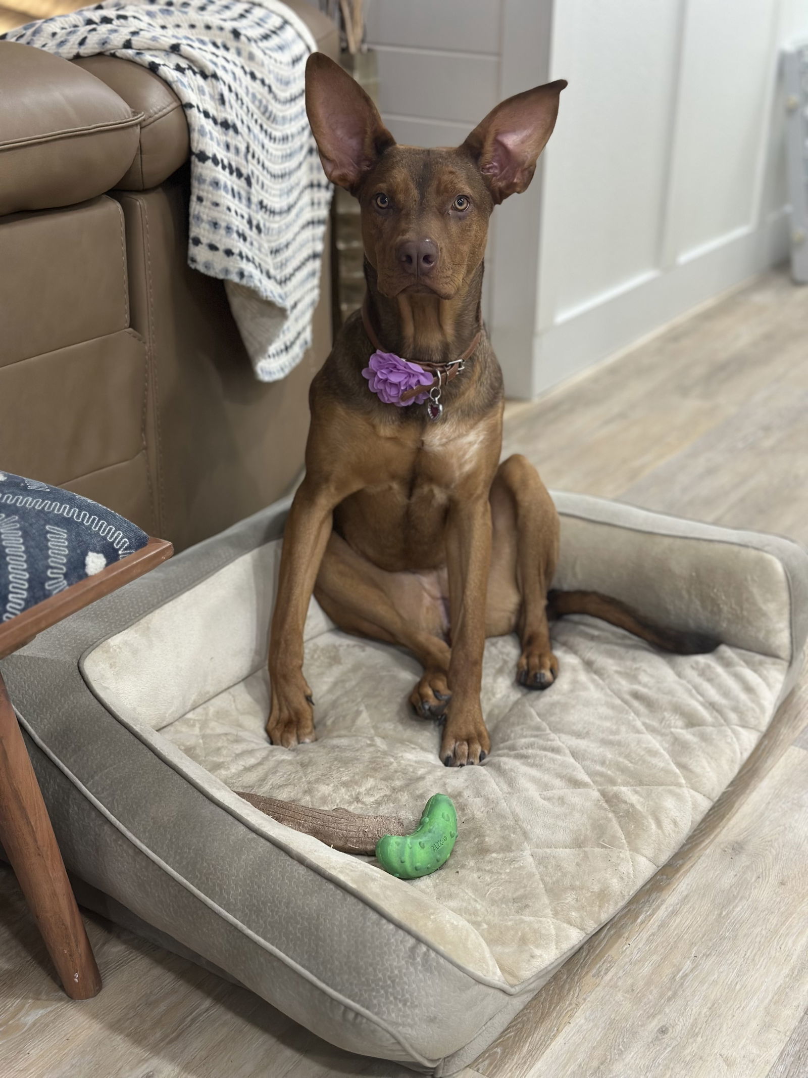 Zira