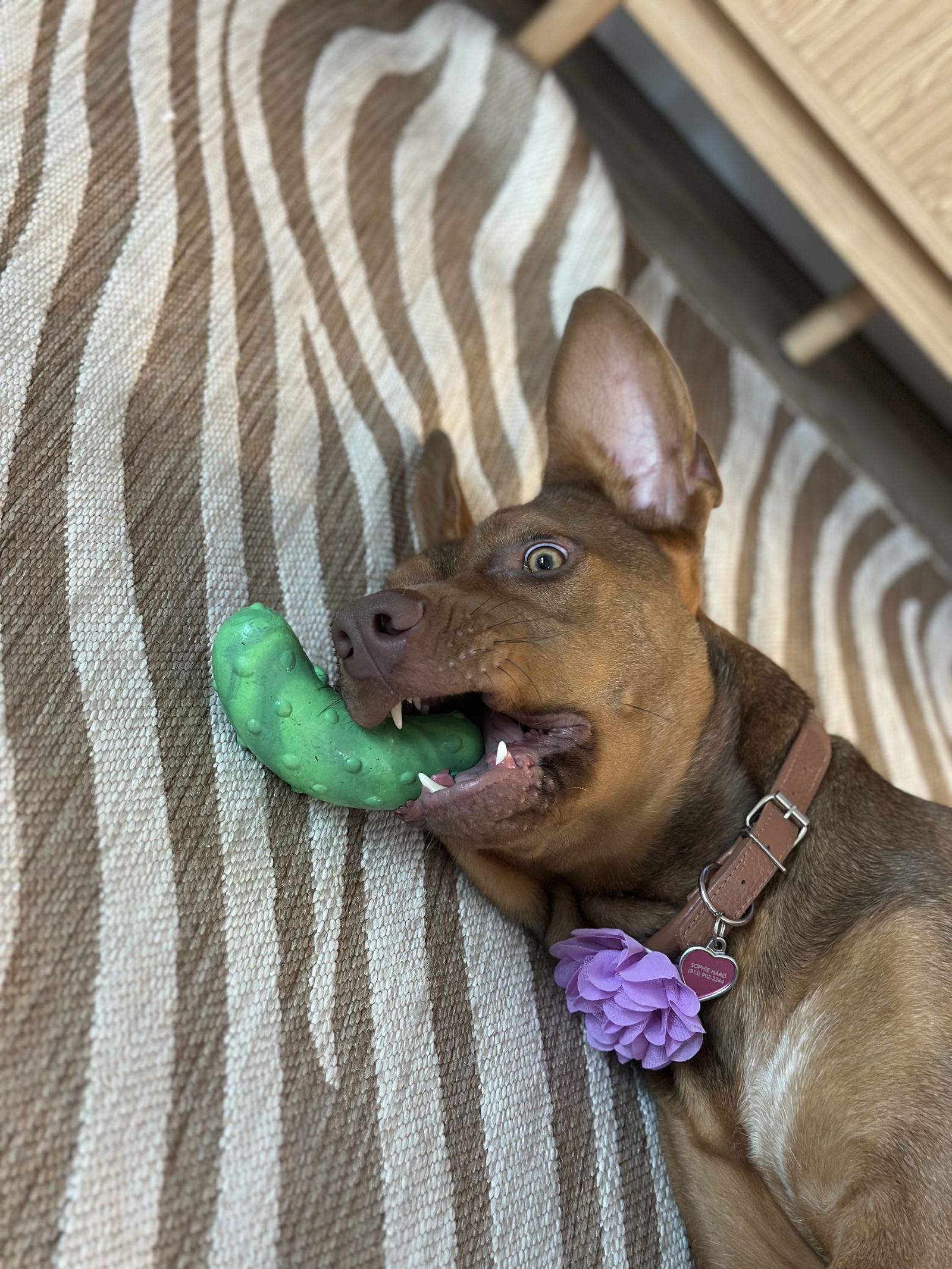 Zira