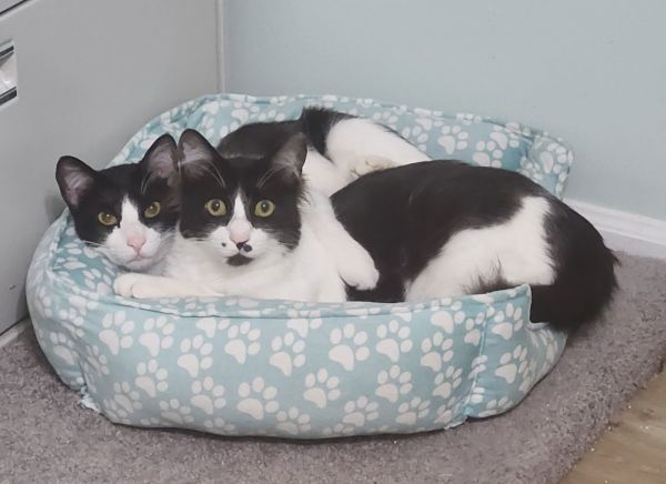 Roo Bonded