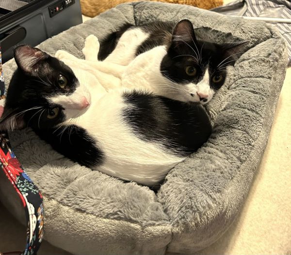 Roo Bonded thumbnail 3