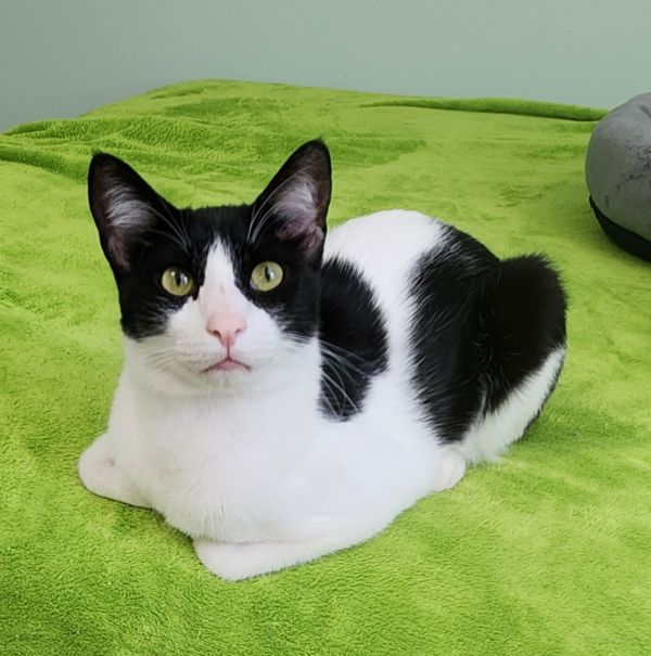 Bearbonded thumbnail 3