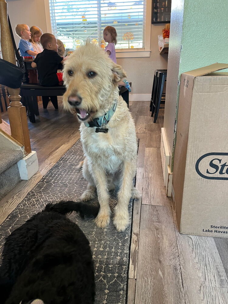 Biggie, an adoptable Goldendoodle in Herriman, UT, 84096 | Photo Image 1