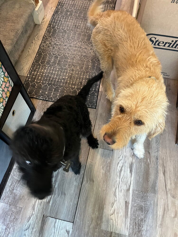 Biggie, an adoptable Goldendoodle in Herriman, UT, 84096 | Photo Image 2