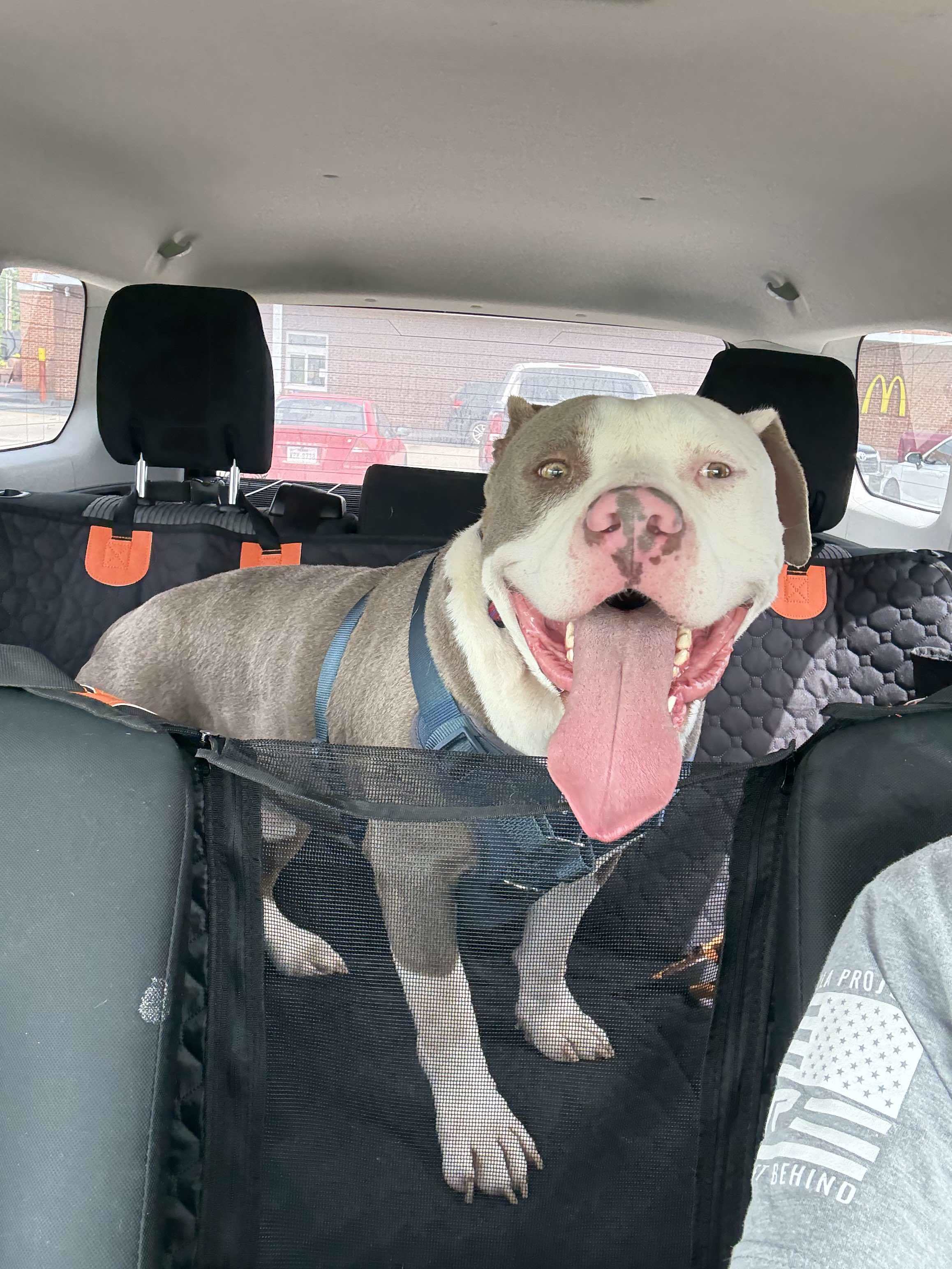 Justice, an adoptable American Bulldog in Arlee, MT, 59821 | Photo Image 1