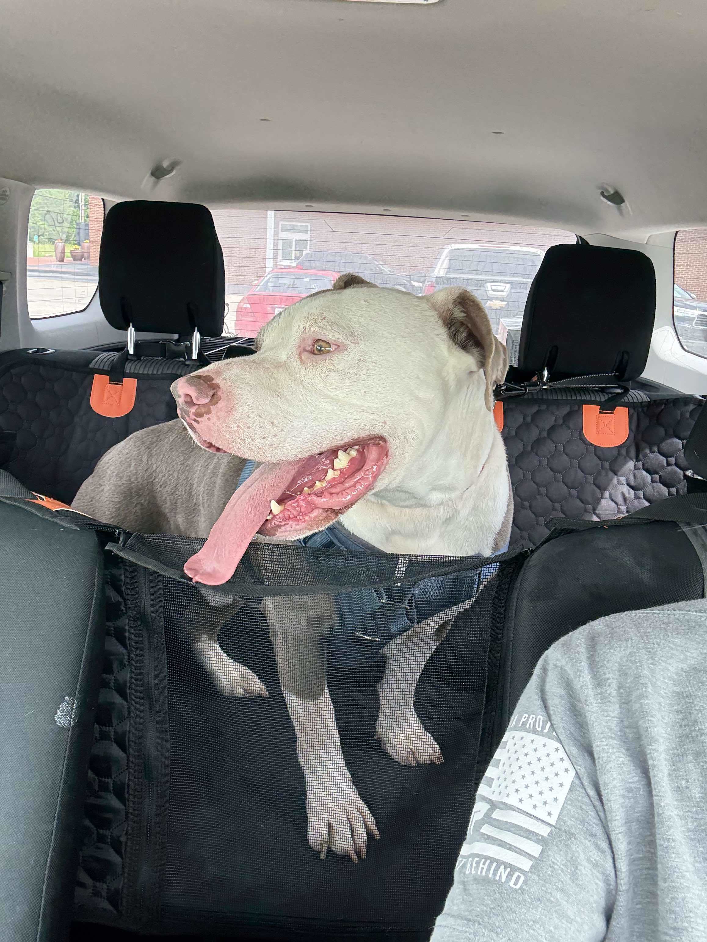 Justice, an adoptable American Bulldog in Arlee, MT, 59821 | Photo Image 2