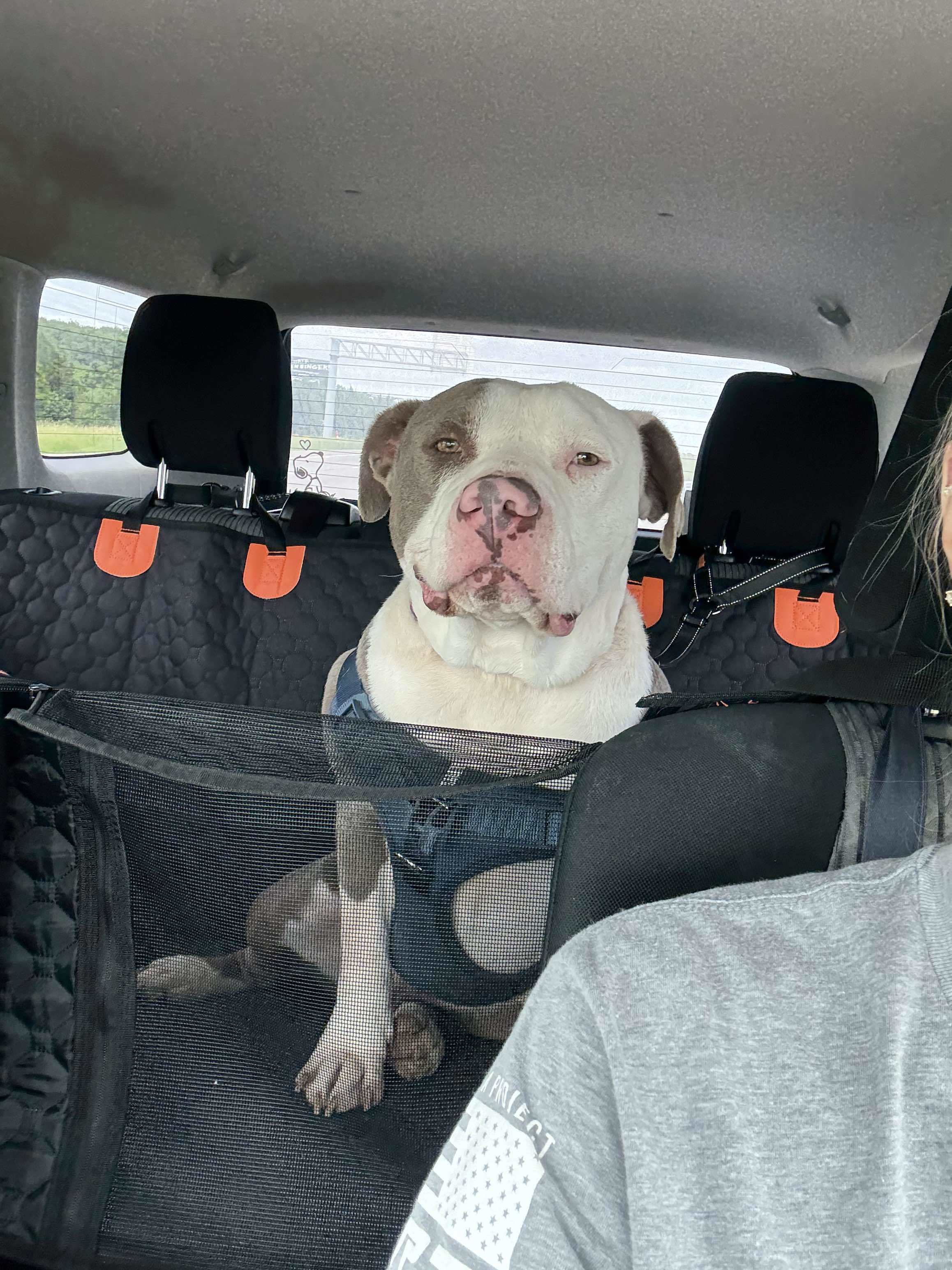 Justice, an adoptable American Bulldog in Arlee, MT, 59821 | Photo Image 3