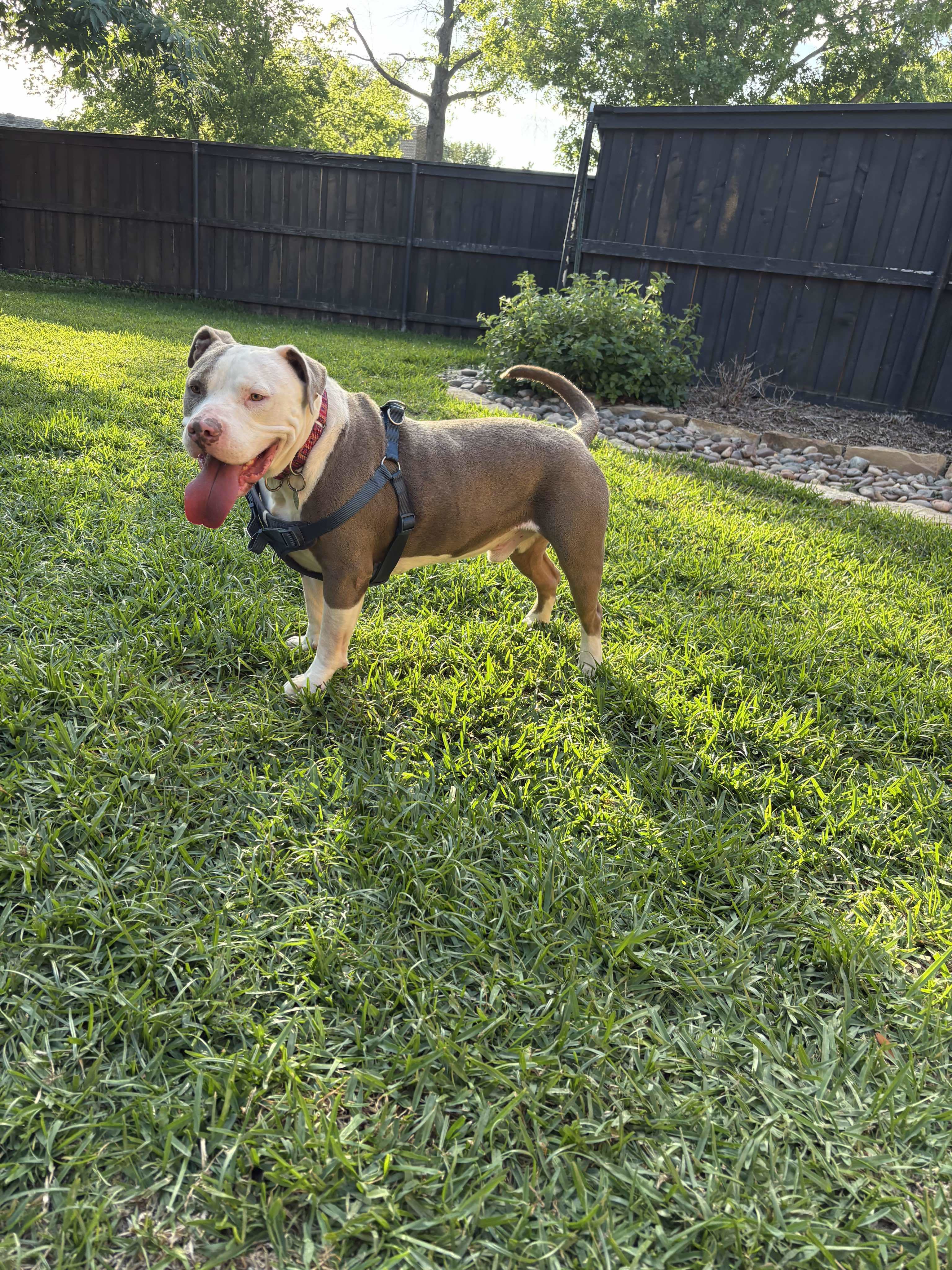 Justice, an adoptable American Bulldog in Arlee, MT, 59821 | Photo Image 4