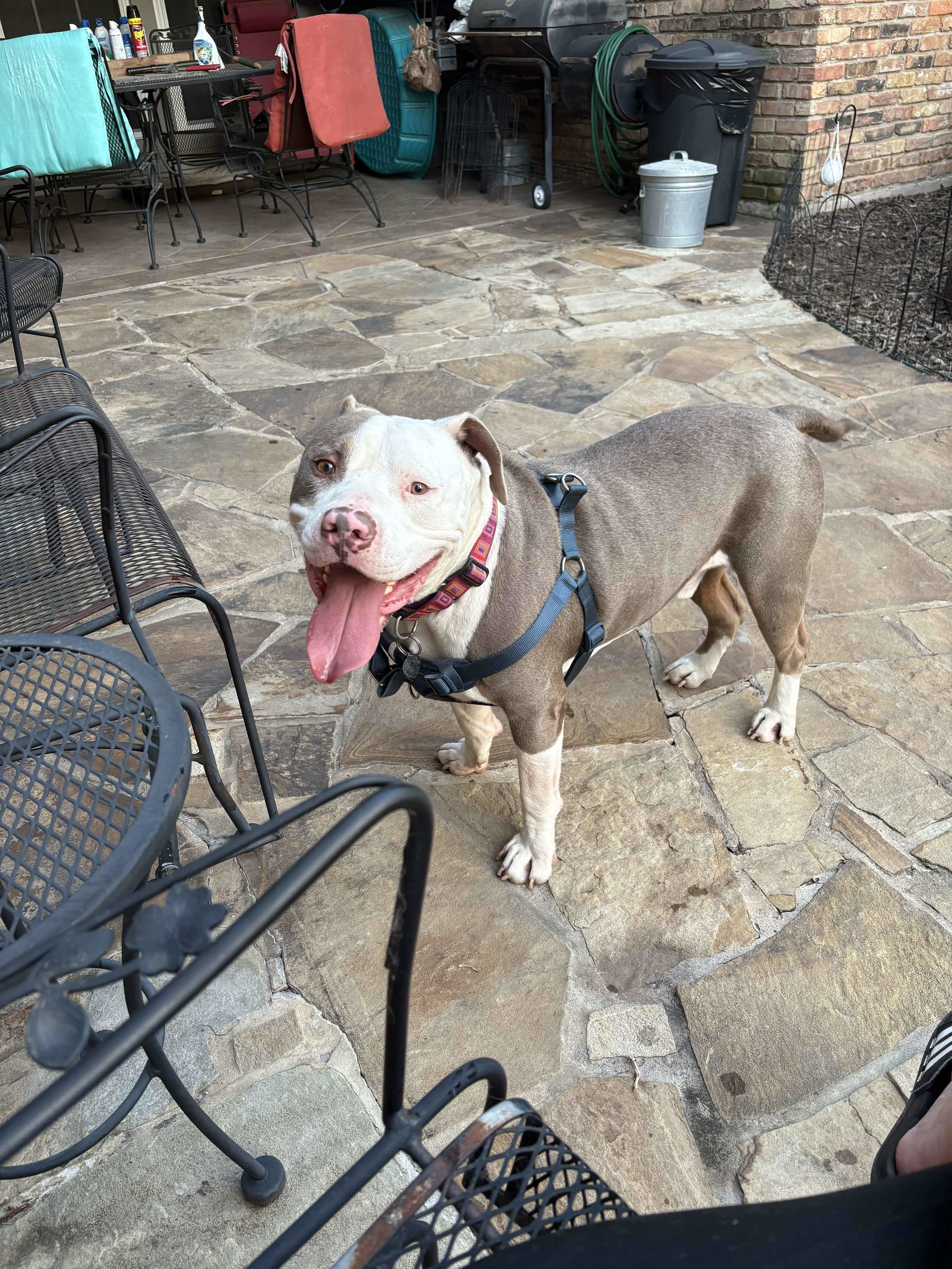 Justice, an adoptable American Bulldog in Arlee, MT, 59821 | Photo Image 5