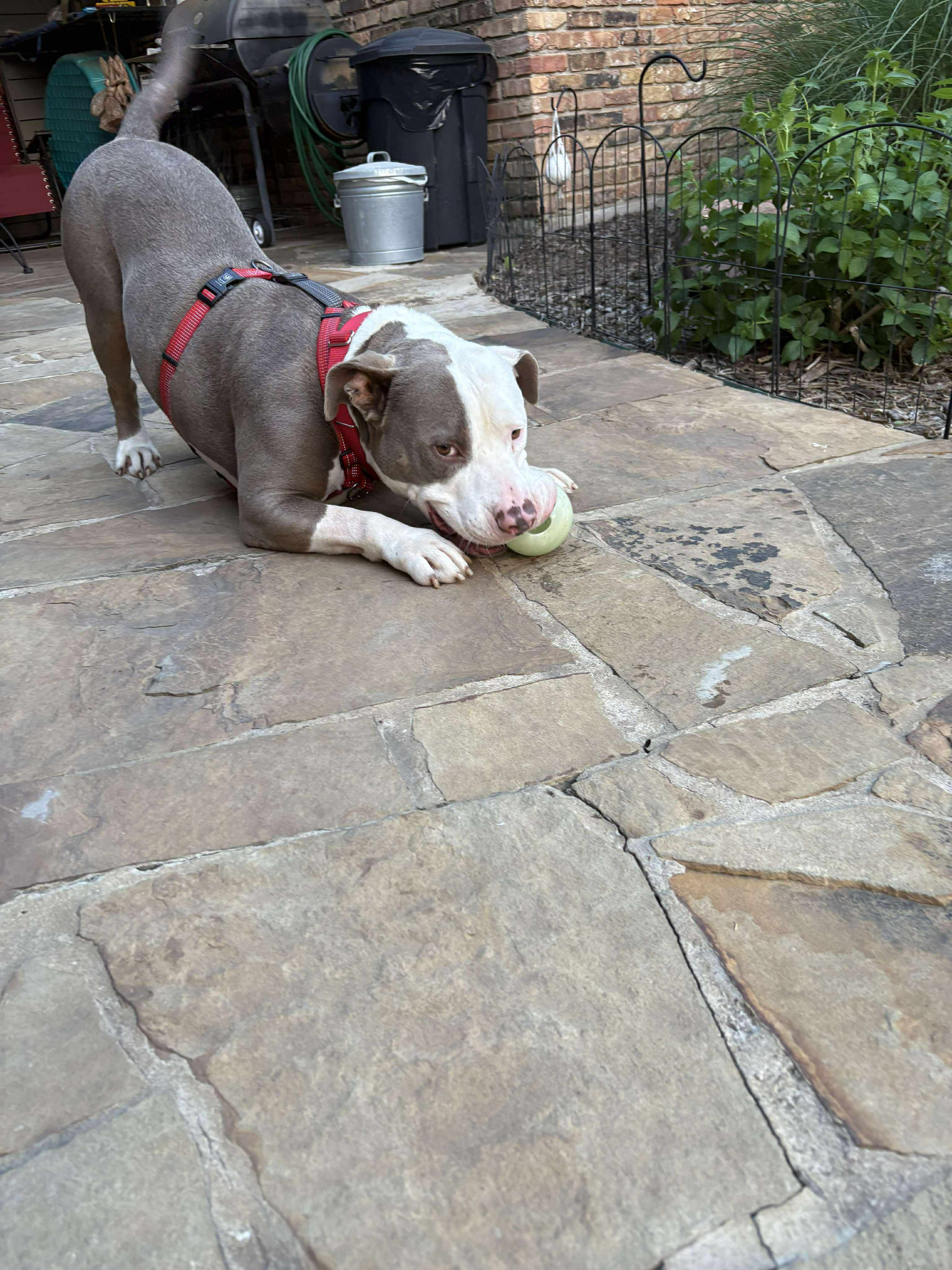 Justice, an adoptable American Bulldog in Arlee, MT, 59821 | Photo Image 6