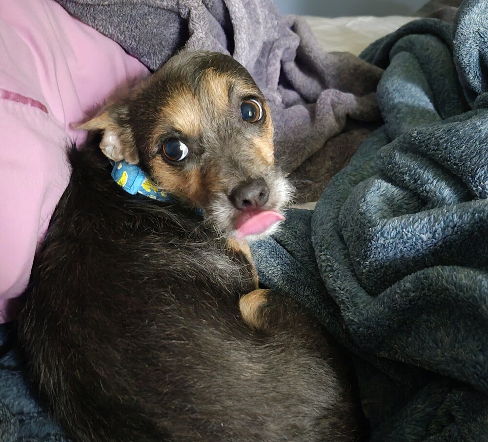 Pixie