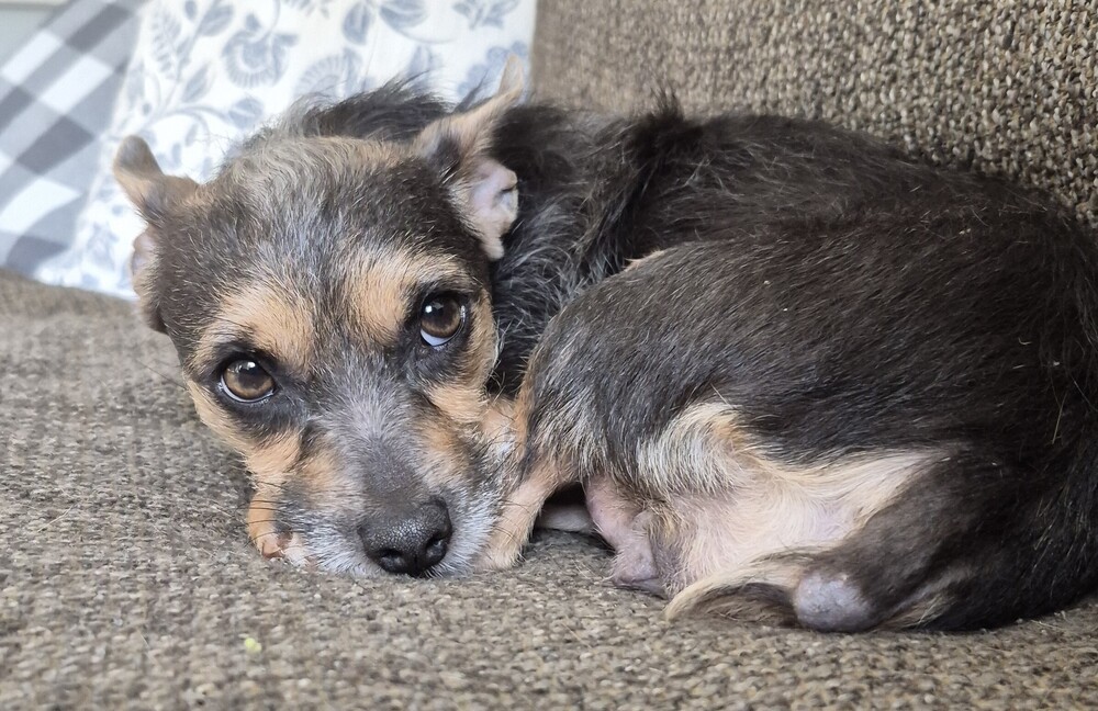 Pixie