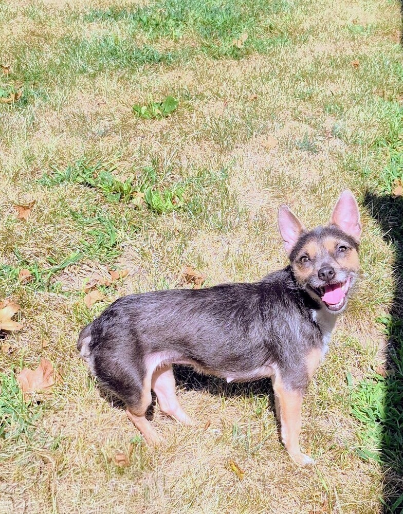 Pixie