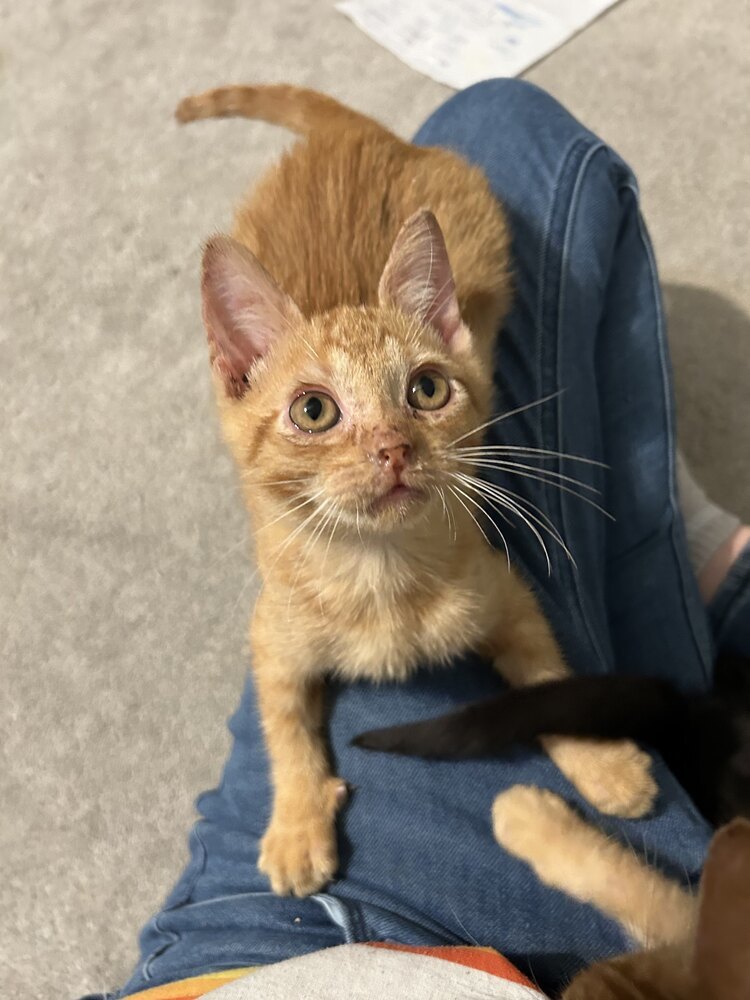 Artemis