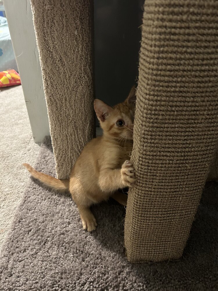 Artemis