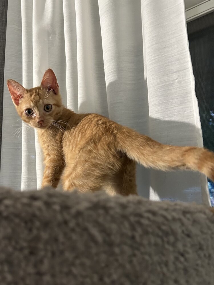 Artemis