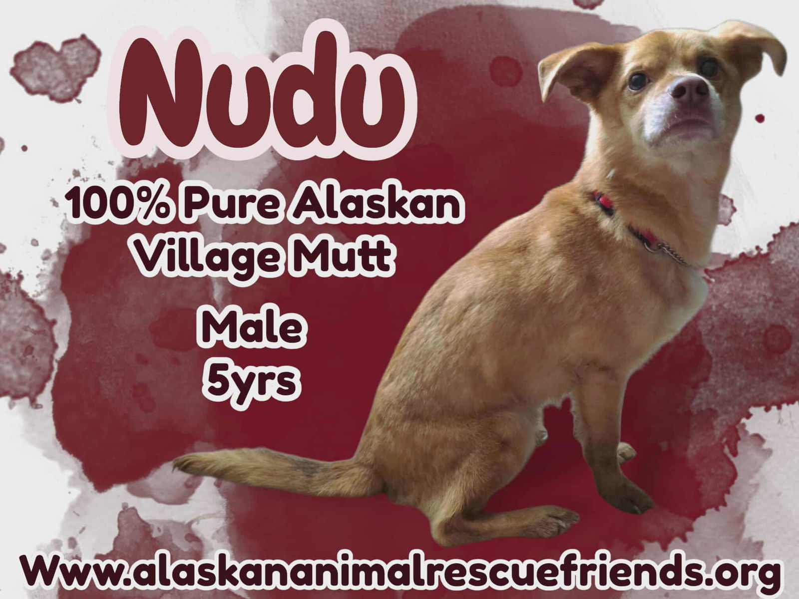 Nudu, an adoptable Terrier in Anchorage, AK, 99503 | Photo Image 1