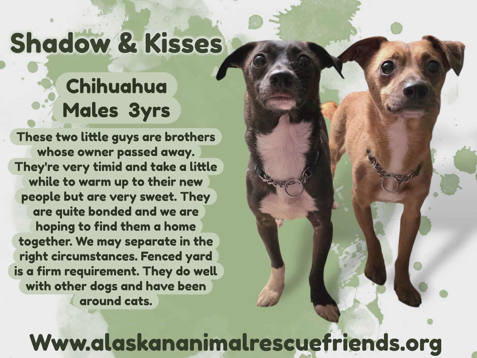 Shadow & Kisses (bonded pair), an adoptable Chihuahua in Anchorage, AK, 99503 | Photo Image 1