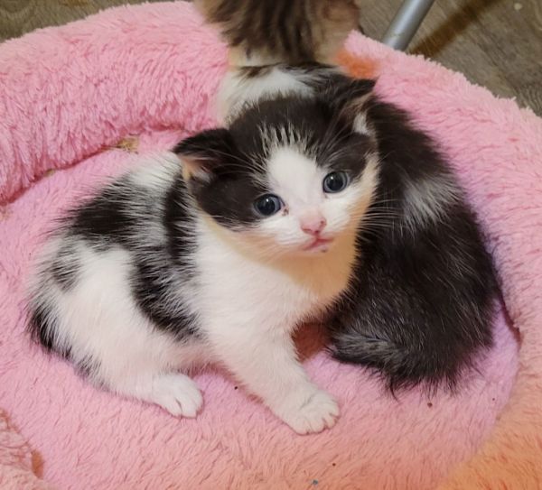 Pepsi Special Needs thumbnail 2