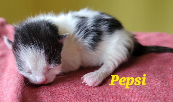 Pepsi Special Needs thumbnail 3