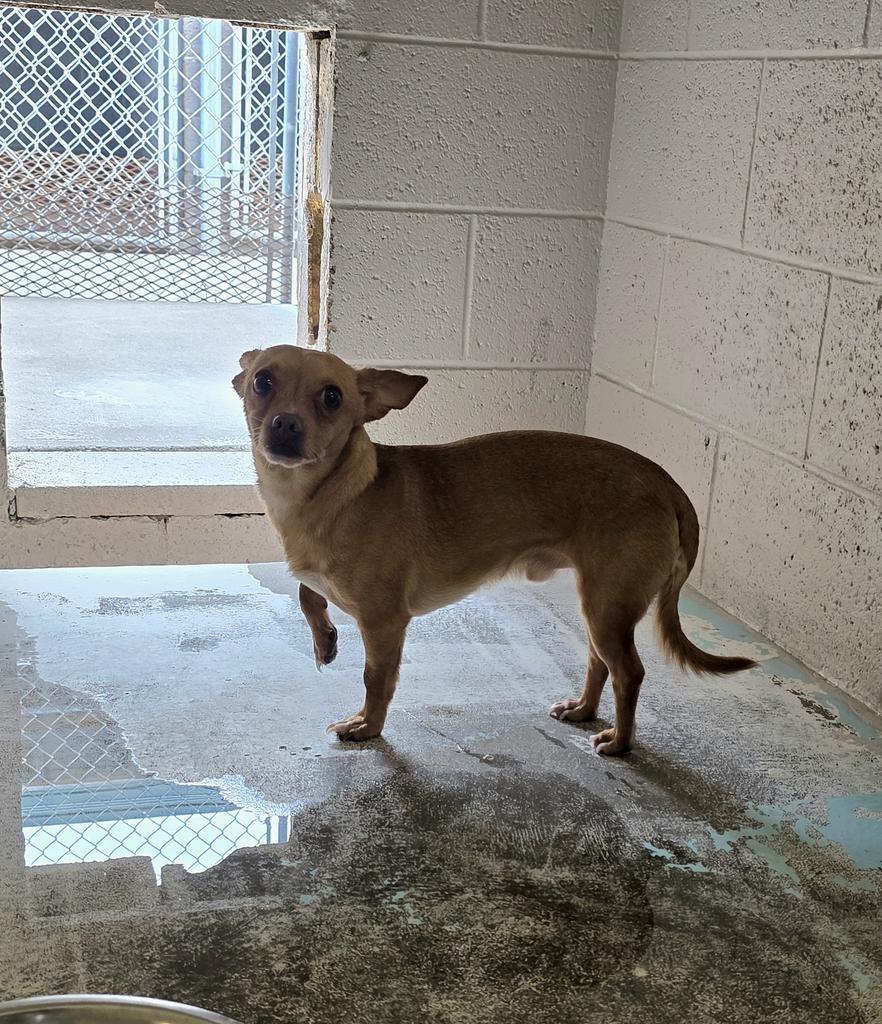 Pico, an adoptable Chihuahua in Holbrook, AZ, 86025 | Photo Image 1