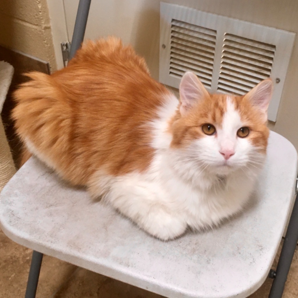 Biscuits, an adoptable Domestic Medium Hair in Heber City, UT, 84032 | Photo Image 1
