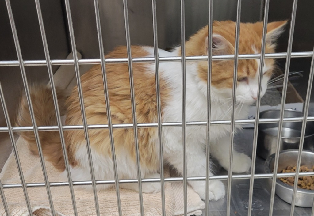 Biscuits, an adoptable Domestic Medium Hair in Heber City, UT, 84032 | Photo Image 2