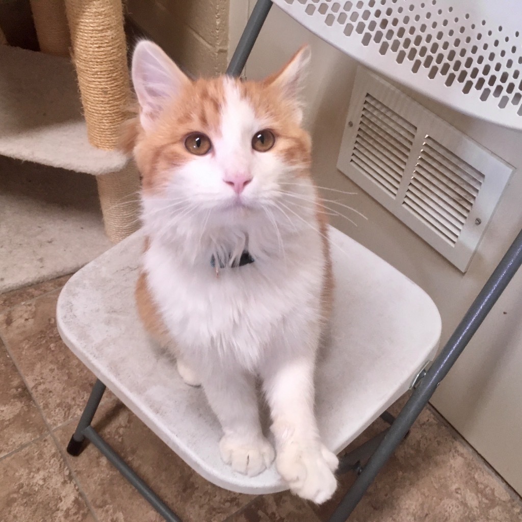 Biscuits, an adoptable Domestic Medium Hair in Heber City, UT, 84032 | Photo Image 3