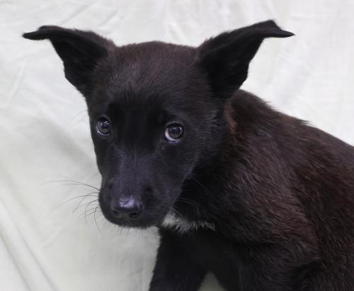 Hermit, an adoptable Labrador Retriever in Thief River Falls, MN, 56701 | Photo Image 1