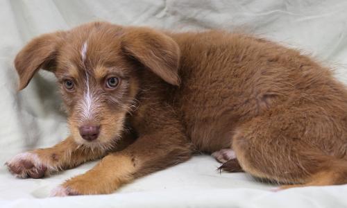 Hazy, an adoptable Labrador Retriever in Thief River Falls, MN, 56701 | Photo Image 1