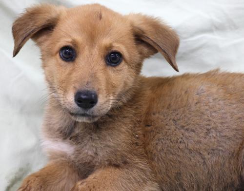 Hoppit, an adoptable Labrador Retriever in Thief River Falls, MN, 56701 | Photo Image 1