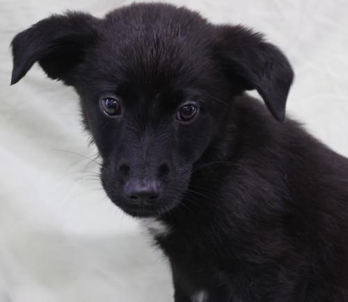 Hatter, an adoptable Labrador Retriever in Thief River Falls, MN, 56701 | Photo Image 1
