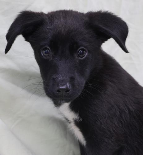 Hippo, an adoptable Labrador Retriever in Thief River Falls, MN, 56701 | Photo Image 1