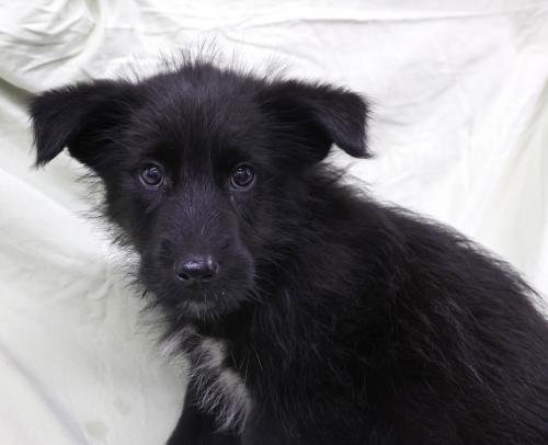 Helix, an adoptable Labrador Retriever in Thief River Falls, MN, 56701 | Photo Image 1