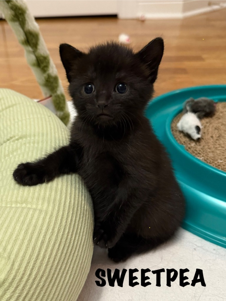 Sweetpea