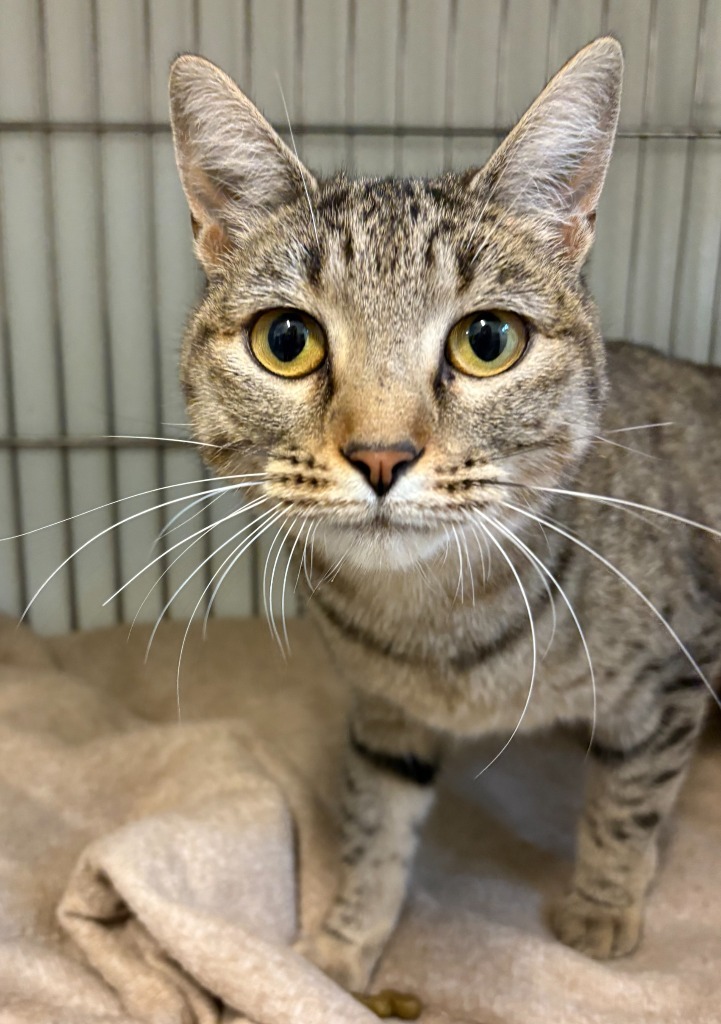 Matilda, an adoptable Domestic Short Hair in Rock Springs, WY, 82901 | Photo Image 1