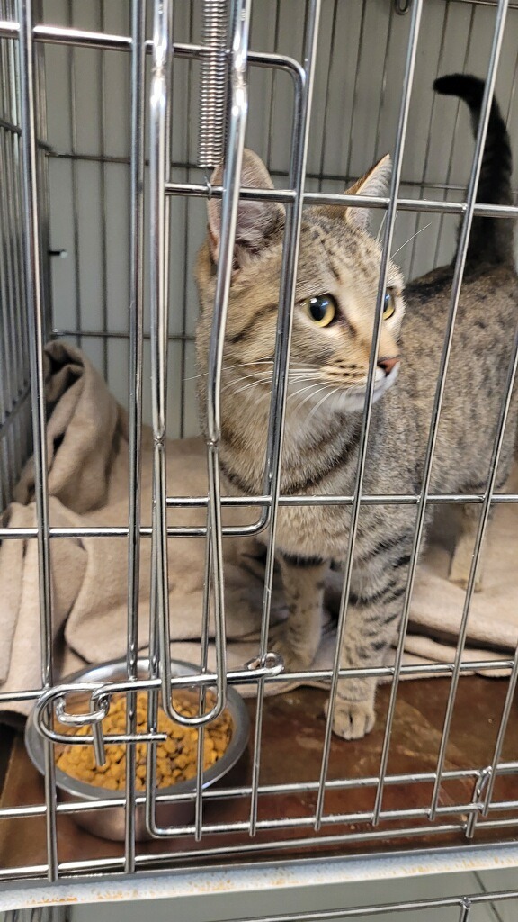 Matilda, an adoptable Domestic Short Hair in Rock Springs, WY, 82901 | Photo Image 2